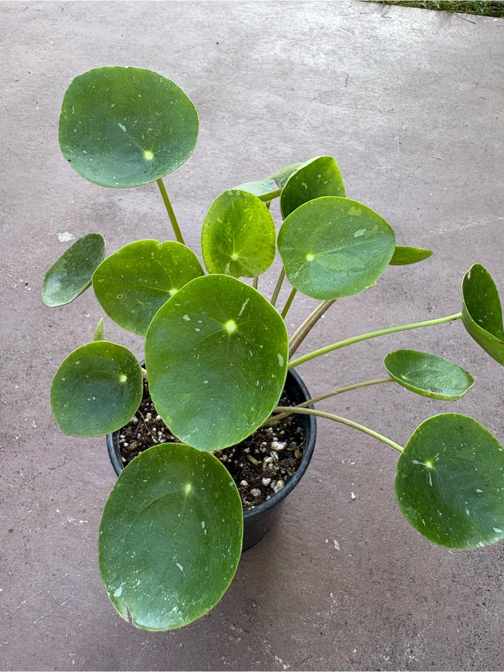 Pilea Peperomioides (Chinese Money Plant) - Green Indoor Accent